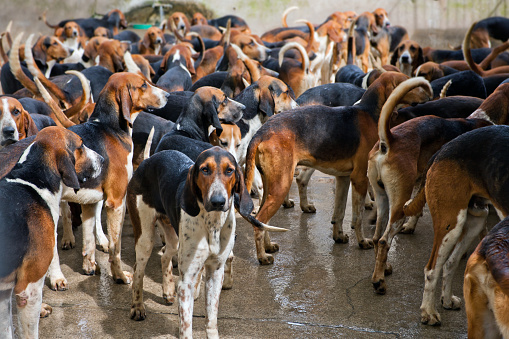 Partagez un moment exceptionnel avec les chiens du château Les chenils de Cheverny